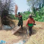 Serka Adim Babinsa Desa Karyamekar Bantu Petani Panen Padi