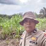 Polisi Pantau Perkembangan Jagung  Dalam Rangka Mendukung Swasembada Pangan Tahun 2026 di Desa Danau Pulai Indah Kec.Kempas Kab. Inhil.