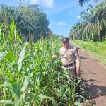 Banit Patroli Subsektor Polsek Kempas Lakukan Pengecekan Lahan Tanaman Jagung di desa Bayas Jaya Kec.Kempas.