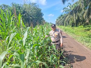 Banit Patroli Subsektor Polsek Kempas Lakukan Pengecekan Lahan Tanaman Jagung di desa Bayas Jaya Kec.Kempas.