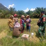 Babinsa Koramil 02/Sorkam Bersama Penyuluh Pertanian Dampingi Petani Panen Padi di Desa Suga-Suga Hutagodang