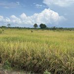 Polsek Kempas Monitoring Lahan Jagung, Dalam Rangka Mendukung Swasembada Pangan Tahun 2026 di Desa Pekantua Kecamatan Kempas Kab. Indragiri Hilir.