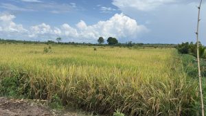 Polsek Kempas Monitoring Lahan Jagung, Dalam Rangka Mendukung Swasembada Pangan Tahun 2026 di Desa Pekantua Kecamatan Kempas Kab. Indragiri Hilir.