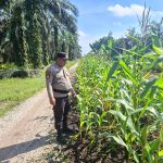 Polsek Kempas Lakukan Pengecekan Lahan Tanaman Jagung di Desa Bayas Jaya Kec. Kempas.