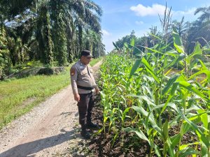 Polsek Kempas Lakukan Pengecekan Lahan Tanaman Jagung di Desa Bayas Jaya Kec. Kempas.